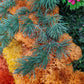 Poiana cu flori - Tablou licheni decorativi